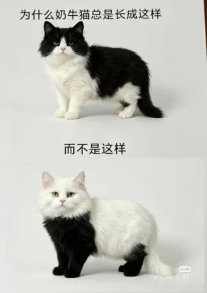 为什么奶牛猫总是长成这样，而不是那样？！有没有发现几乎所有奶牛猫都是「黑背白肚」