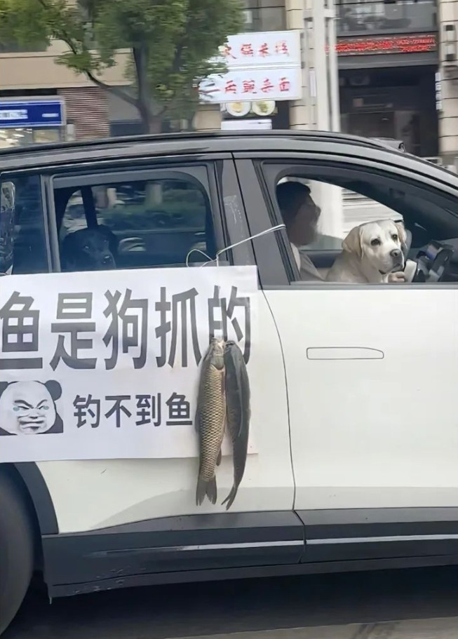 肯定是后座那位钓的，真正的钓鱼佬哪有白色的