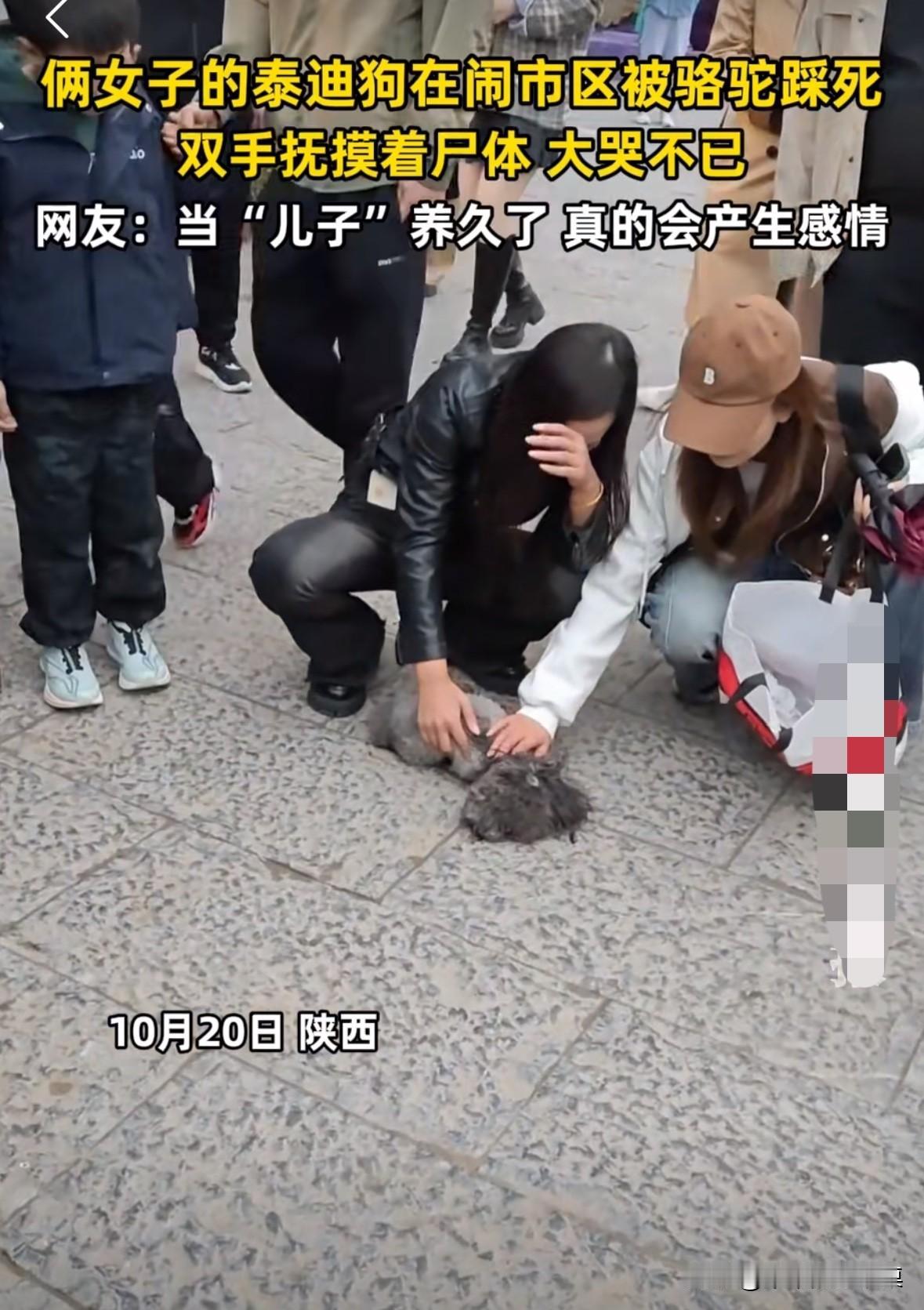 陕西两名女子带着自己养的泰迪逛街，由于在闹市，人太多，泰迪被骆驼给踩死了。两女