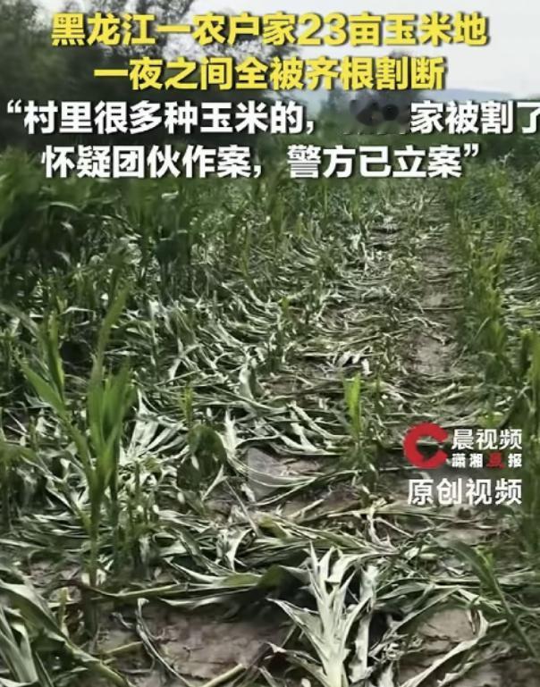 简直丧尽天良！23亩玉米眼看就要灌浆成熟，一夜之间被人齐根割断，满地倒伏的秸秆