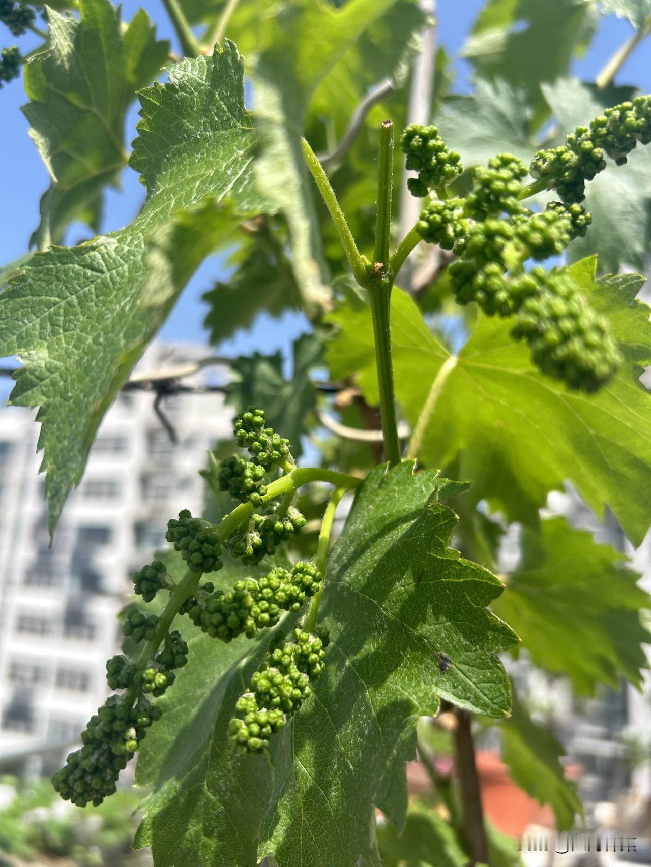 这棵葡萄树在我楼顶扎根十年了，于我而言，它早不只是一棵果树，更像一位陪我走过岁月