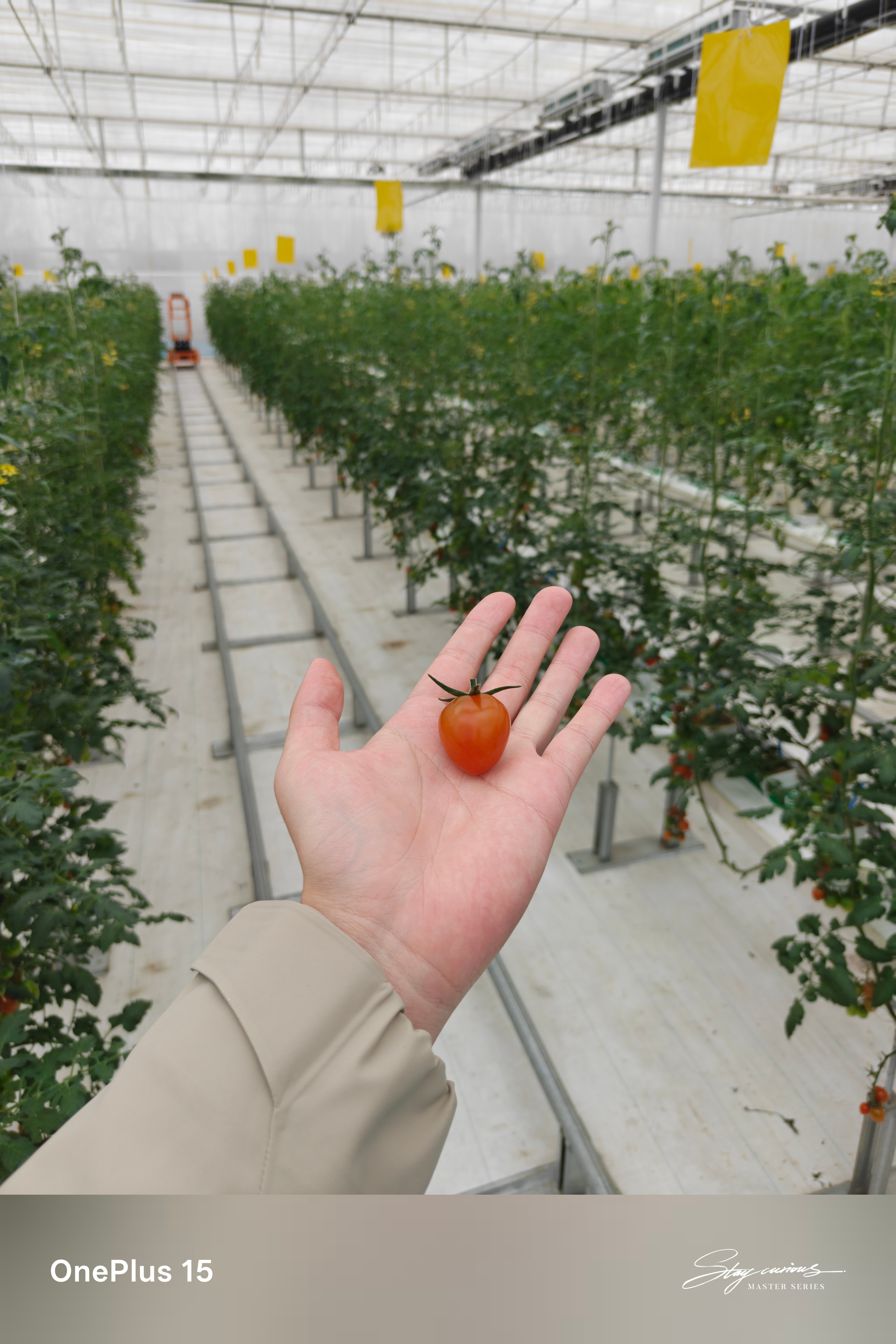 在寿光试吃了一整天的西红柿，光西红柿感觉能有上百个品种，西红柿味相当浓郁，确实和
