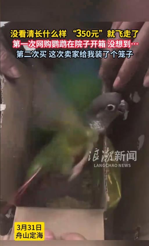 “吃一堑长一智！”近日，浙江舟山，一男子网购了只鹦鹉，因为没有经验，直接在院子里