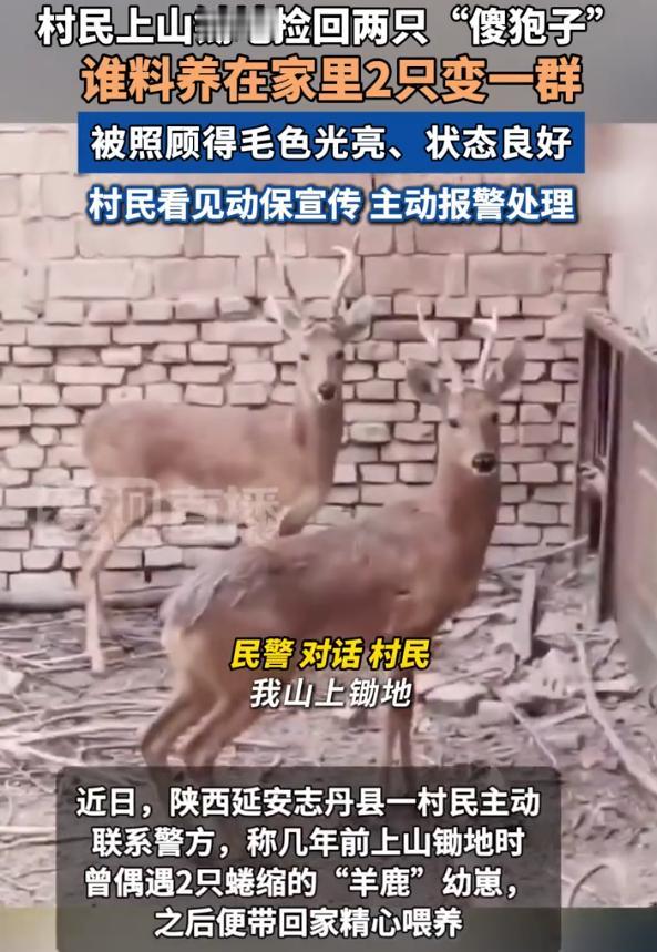 “长期饭票没了！”陕西，一村民上山锄地时，竟将两只“傻狍子”带回家精心喂养，谁料