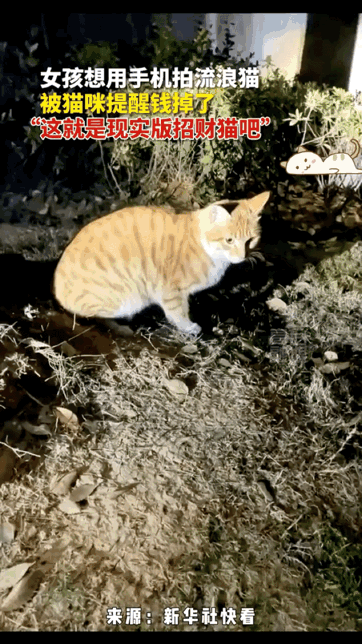 这哪是什么流浪猫，分明就是招财猫！一个女孩看到一只流浪猫模样格外可