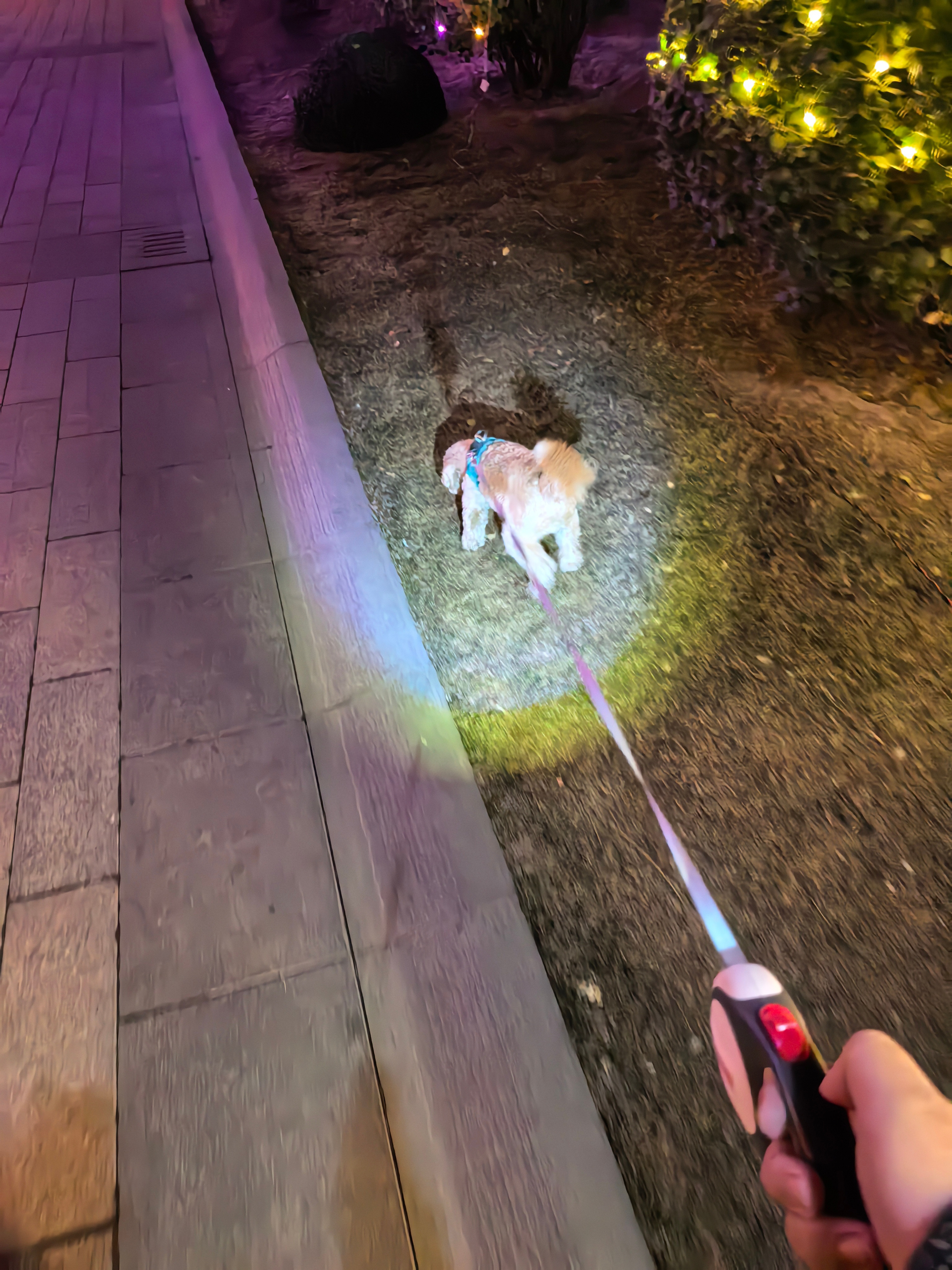 笑死，买了一年多的狗绳才发现居然有手电筒功能。还是被这个傻狗误打误撞给撞出来的。