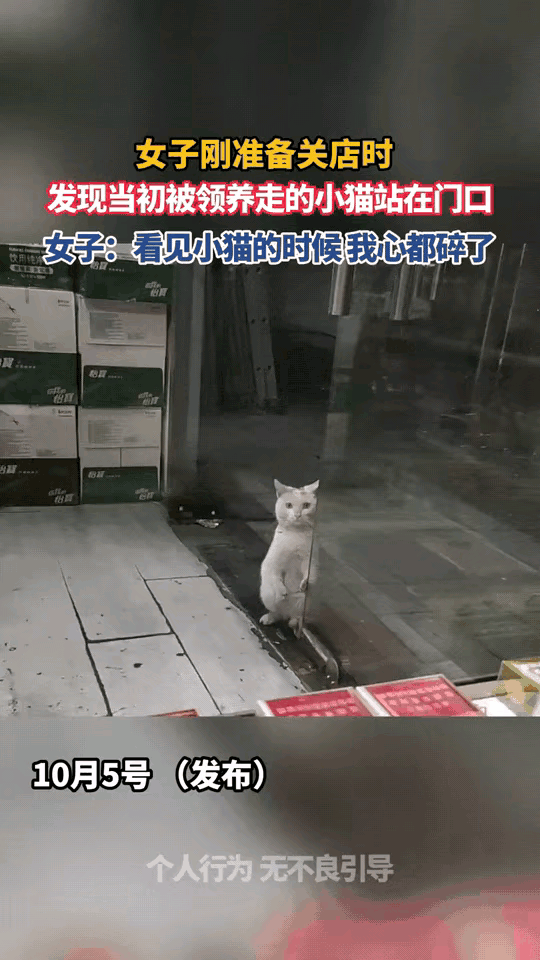 它跨越长路回来，只为再见旧主人一面🥺夜色渐深，小店准备打烊。女子抬