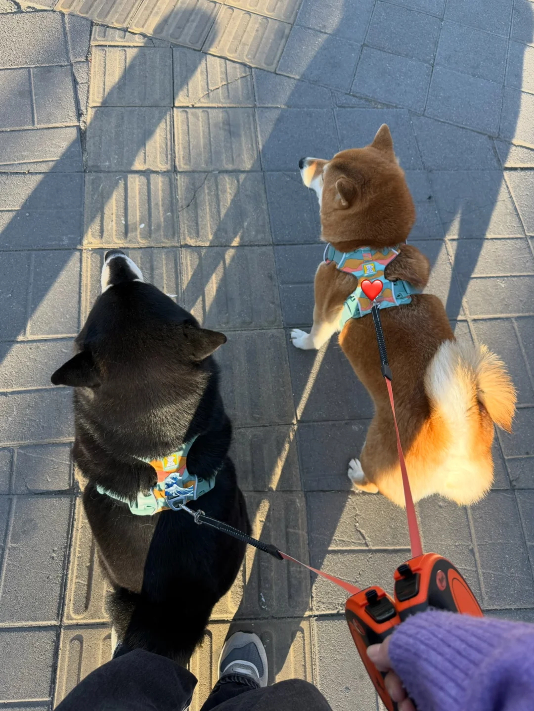 勇敢养狗人，不怕日晒风吹