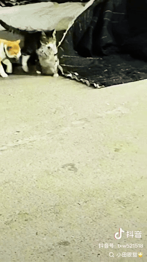 我的蓝猫不喜欢在我这，跑丢了3月了吧。我的招财和李富贵给我玩命叼回来了。