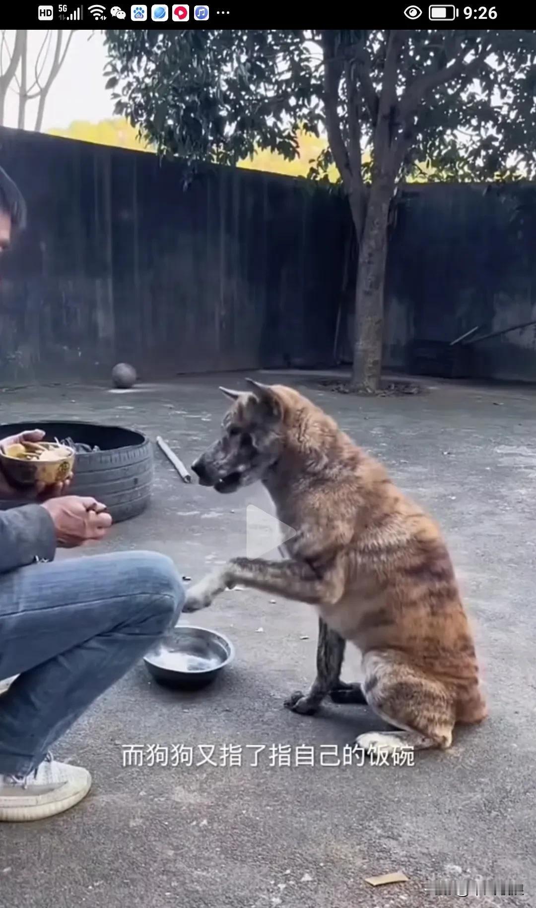 狗爸爸瞧见主人正在吃饭，便叼起狗盆去向主人讨要些食物。善良的主人把饭全都倒给了它