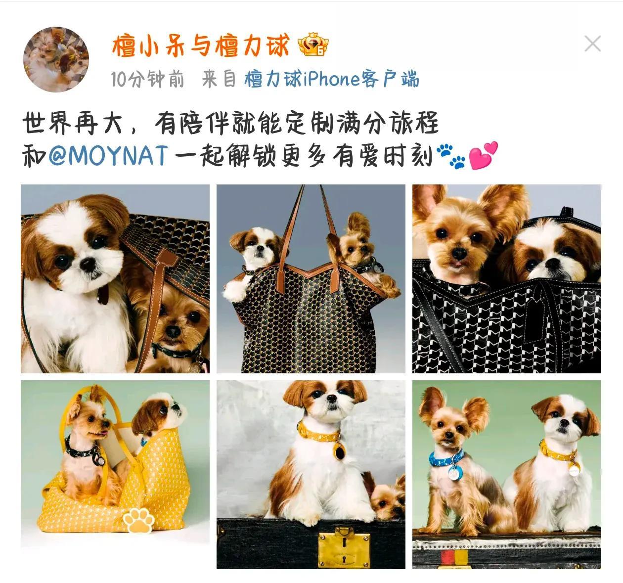 笑晕了，檀健次养的狗狗都火了，还拿到了高奢！檀健次的狗狗拿下了lvmh旗下的箱