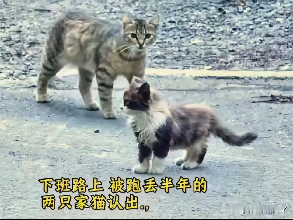 跑丢半年的猫咪携幼崽回家，这“猫界亲情”实在太动人了！下班路上的一次偶遇，竟