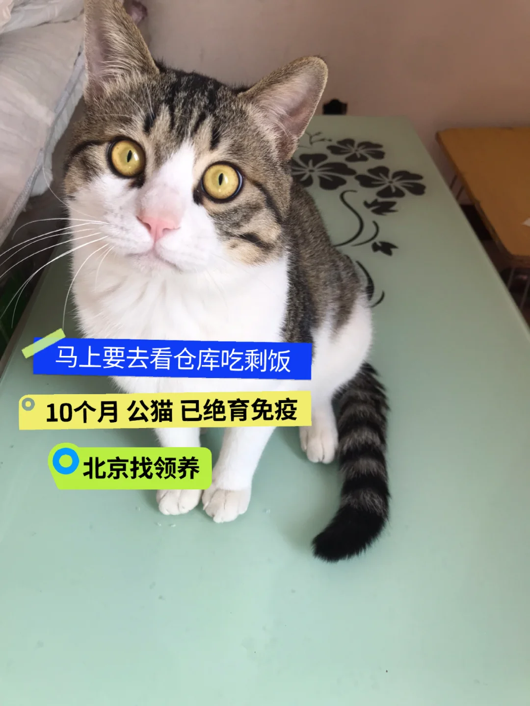 小猫马上要扔去看仓库，急死了