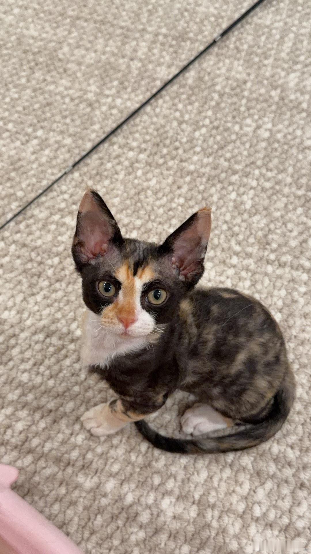 左拥右抱的。猫