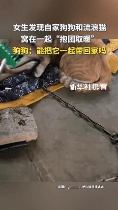 万物皆有灵！主人给狗狗喂饭时发现，家里进了不速之客，一只流浪猫进了家门还跟狗狗躺