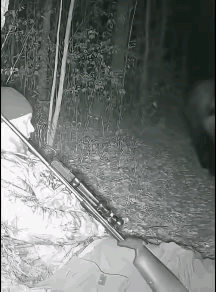 狗熊到底在怕什么！不理解，非常不理解，难道是被猎人强大气场所折服？