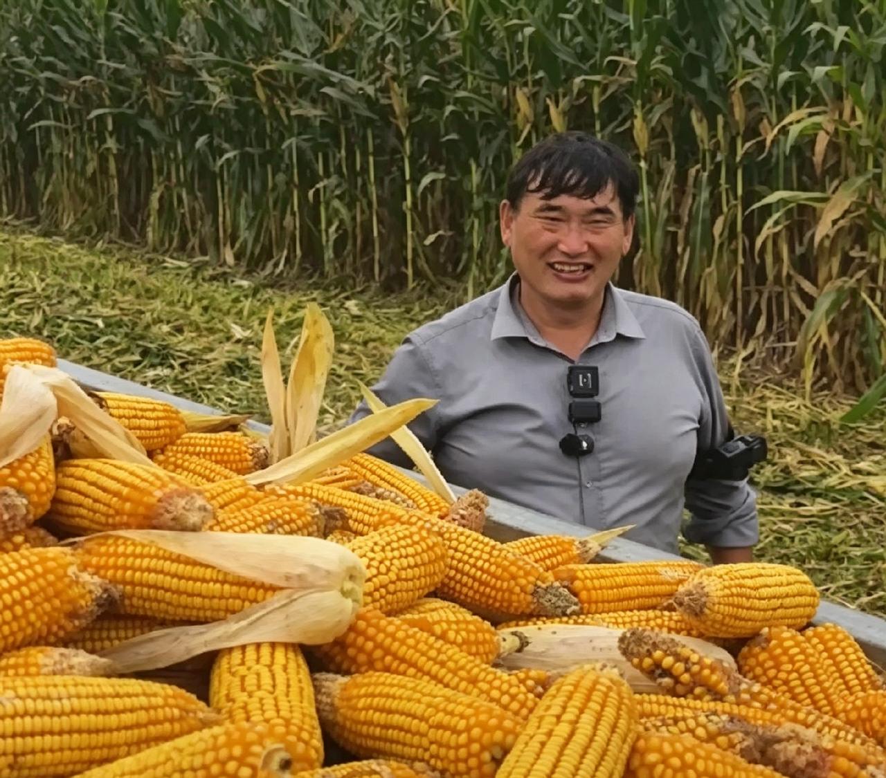 商演刚忙完，大衣哥回家就扎进玉米堆里了。院里晒着，地里收着，拿惯了话筒的手，干起