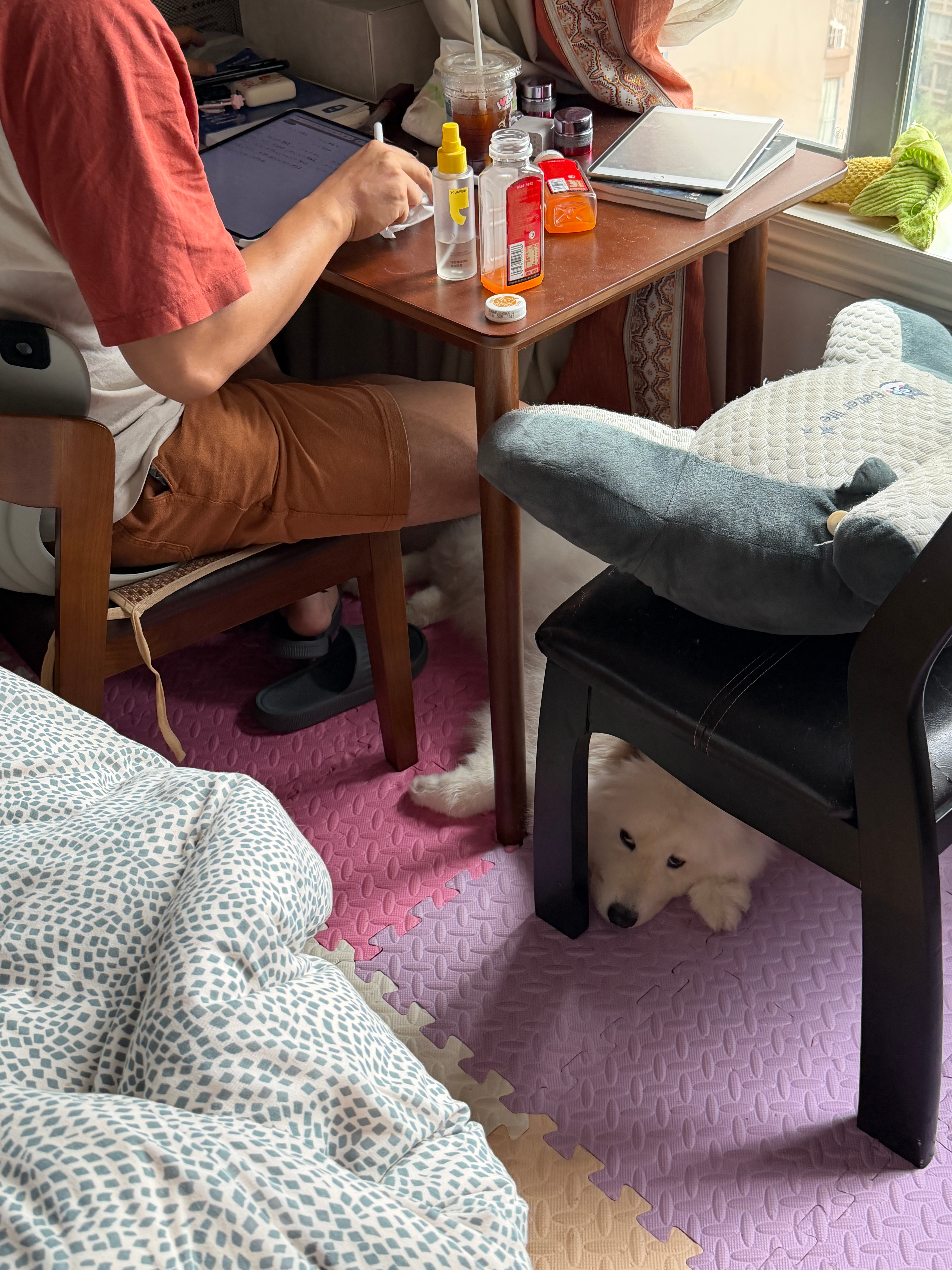 我们杨戬真是很好的陪伴犬呢🙄​​​