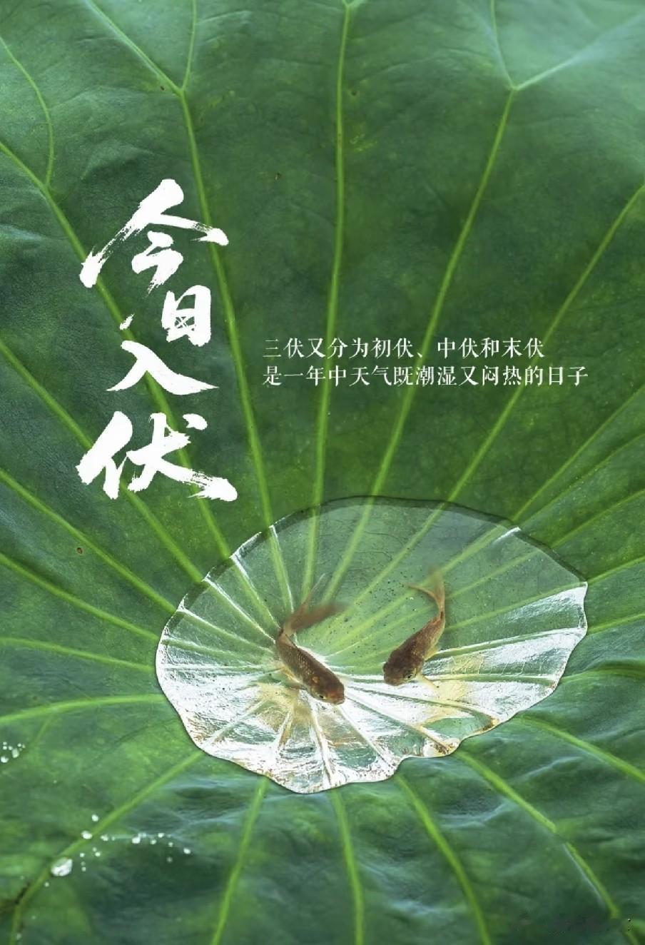 今日入伏是“凶日”，牢记：1不洗、2不动、3不喝、4要忌2026年7月15
