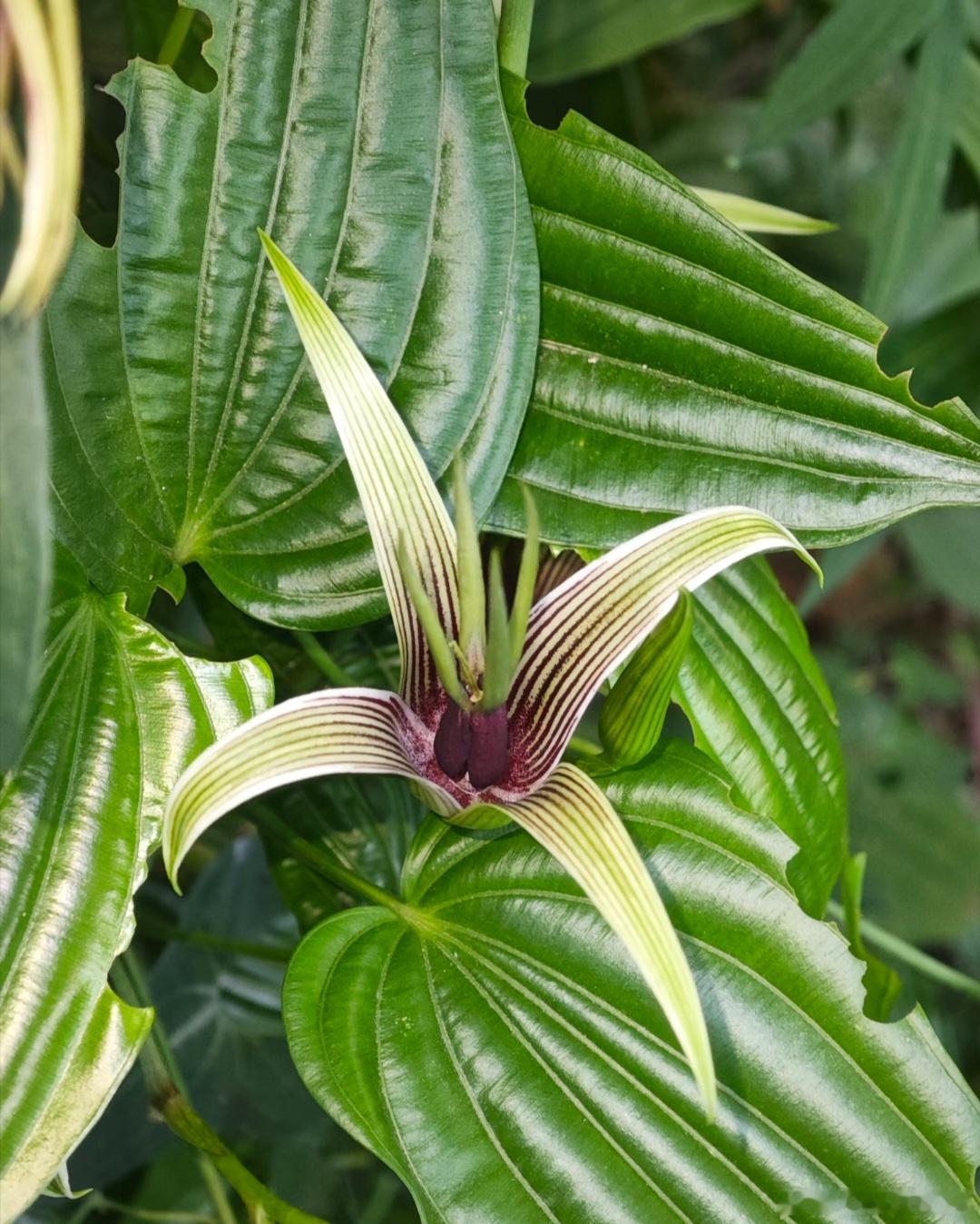～365植物心语～🌿✨📅0️⃣6️⃣月3️⃣0️⃣日今日植物：大百部（S