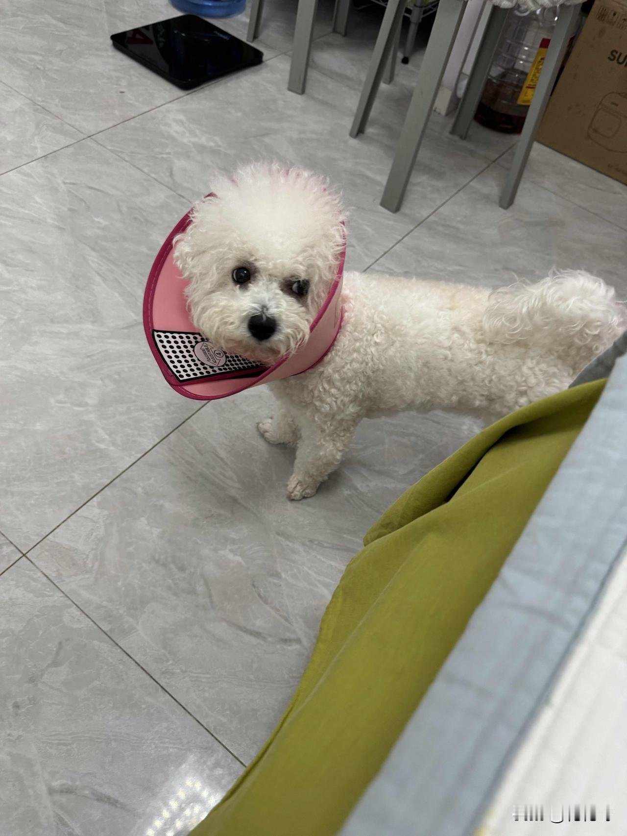 我家小比熊戴伊丽莎白圈都好几天啦。它脖子下之前起了个小包，现在结痂快好了，为了防