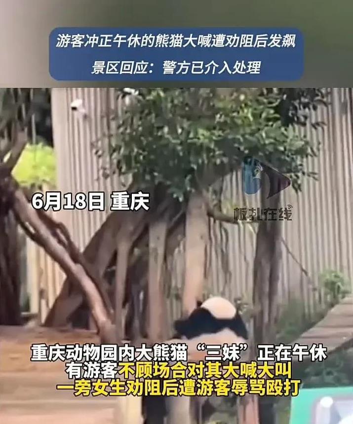 太气人了！6月18日，重庆一处动物园内，几位游客在观看大熊猫时，不顾场合朝着正在