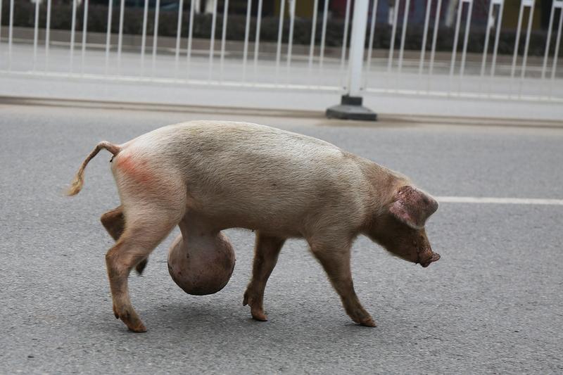 现在到处都是流浪猪狗，这真的太危险了。这些流浪动物不仅可能携带各种病菌，威胁我们