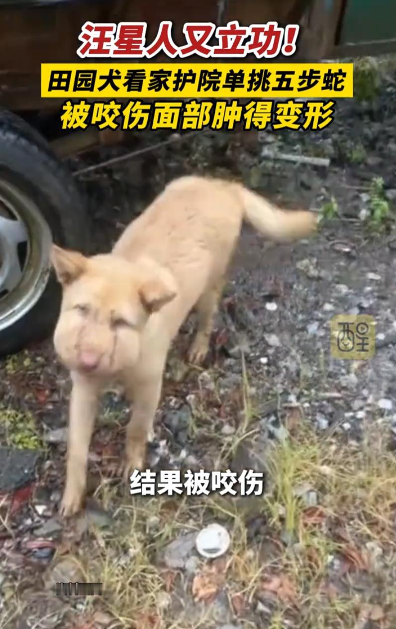 不愧是老祖宗严选！湖南，男子在家休息时，听到院里的大黄一直在叫，等他出来查看时，