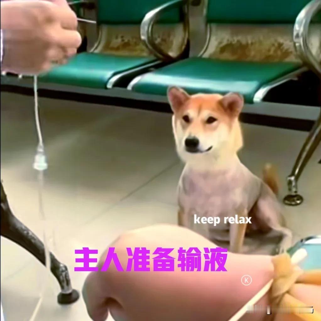 主人不舒服，到诊所去输液。狗子一路跟随来到诊所，坐在一边观察。当医生拿出输液用的