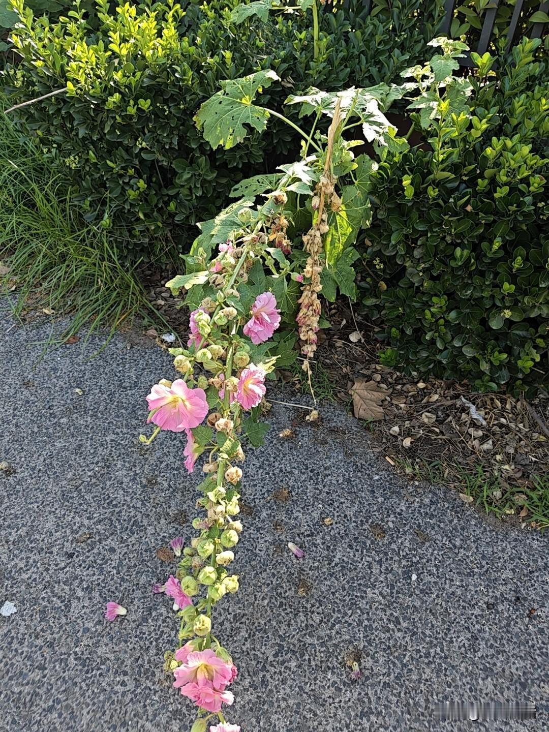 当年姨妹生孩子，不让婆婆伺候月子，非得要自己亲妈伺候，从那时候和老公婆婆就有了隔