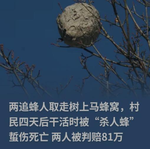 赚小钱却惹上百万赔偿！贵州，两名男子摘马蜂窝赚钱，结果成了被告，要求赔偿116万