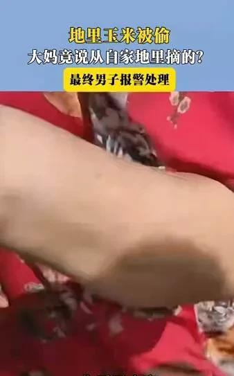 河北正定，男子种的玉米马上成熟，可最近却经常被人偷，而且不是少三两个，而是几十个