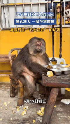 猴子见到外国人的反应，瞳孔放大一脸茫然震惊，满眼都是“这人是谁”的疑惑[笑哭
