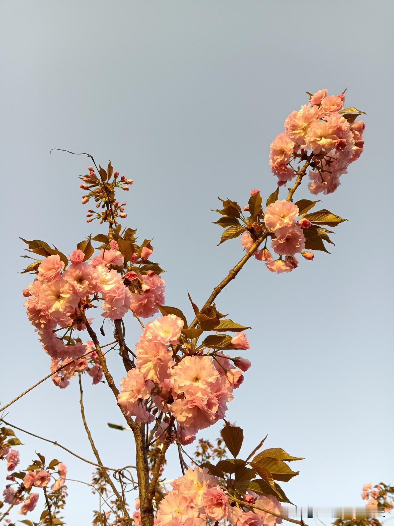 心理学表明：那些喜欢将家里打扫得洁净如新、纤尘不染的人，表面上展现出对整洁的热爱