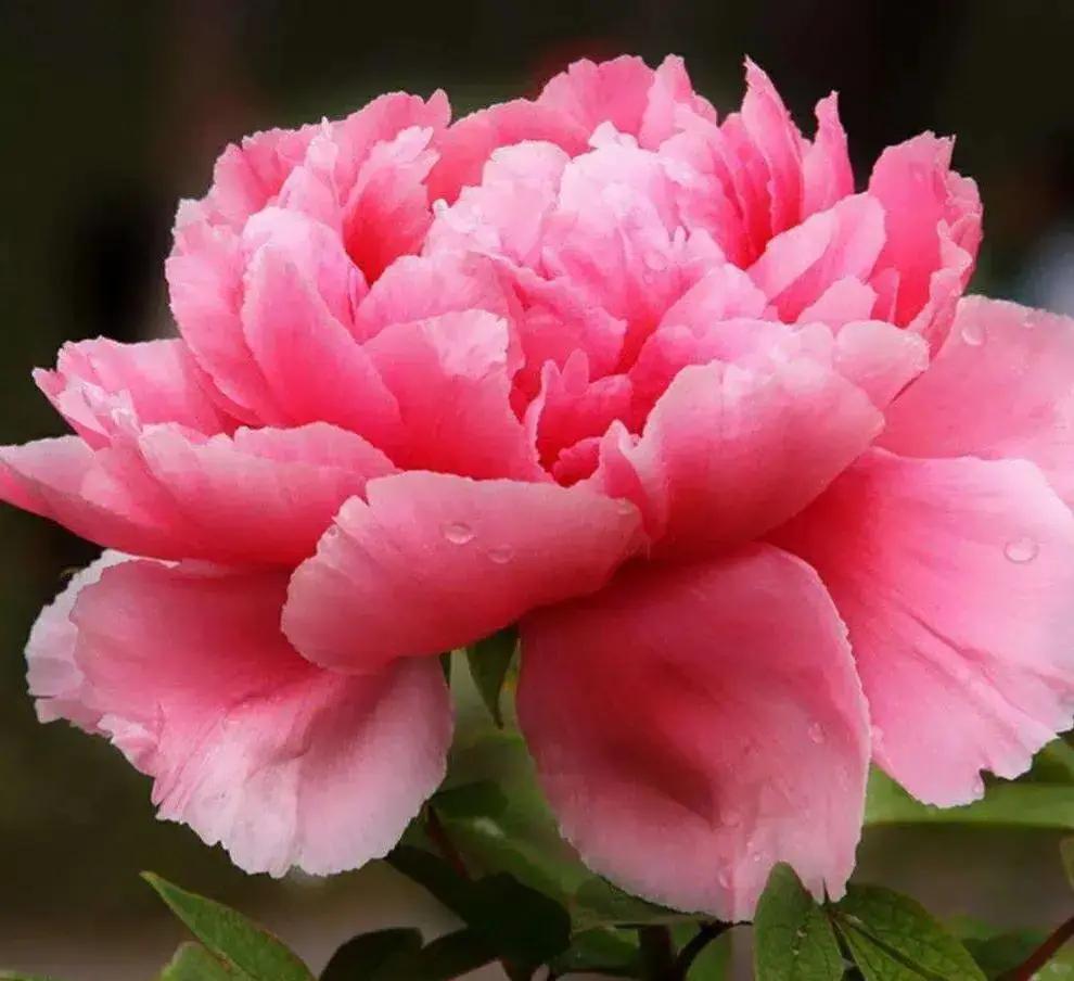 王铎：谁知道，中国为什么将牡丹定为国花？