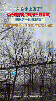 “喜鹊被团宠”！新疆乌鲁木齐，一只喜鹊在女子上班的单位门口，女子一叫喜鹊就立马乖