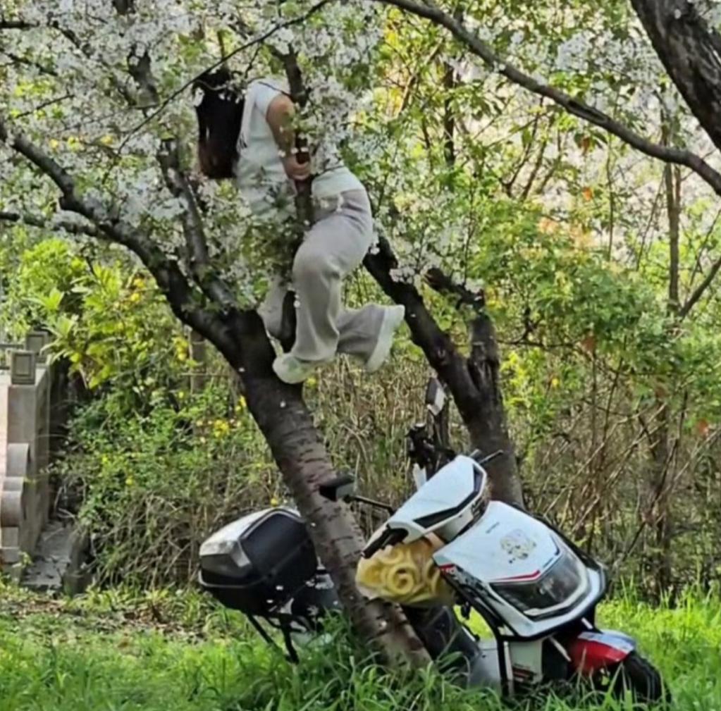 上海女子爬树拍照，压塌20年樱花树，美景不该被这样糟蹋家人们，刷到这一幕真