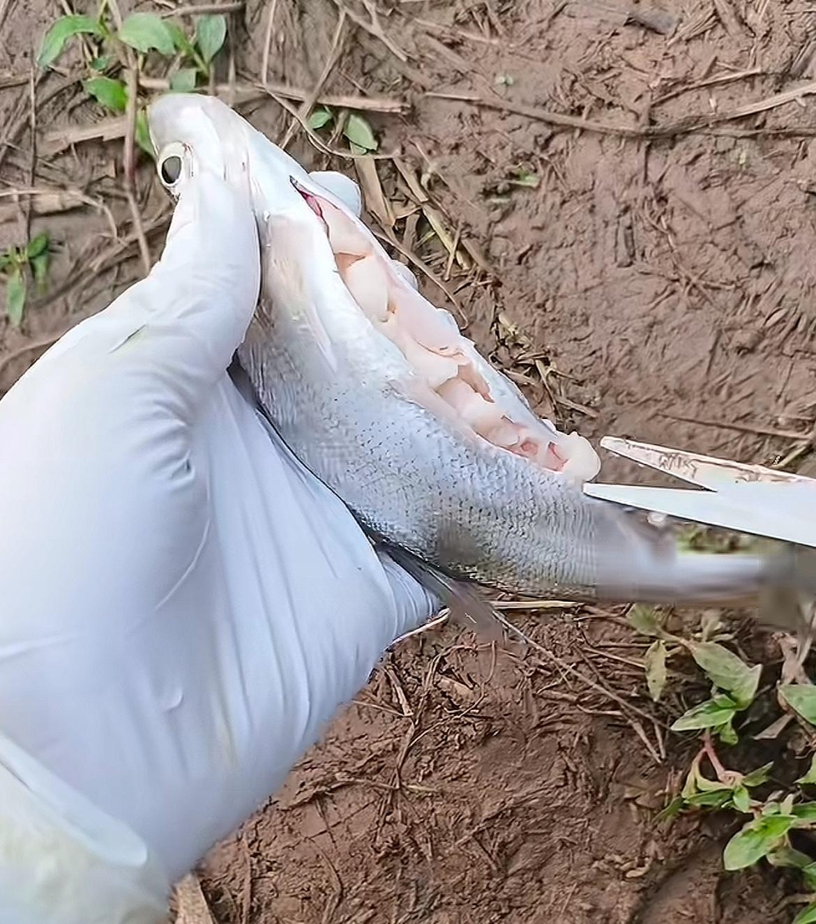 钓了一条翘嘴，肚子里这种面条一样的东西，以前都觉得是鱼油，虽然不会留着吃，但不觉