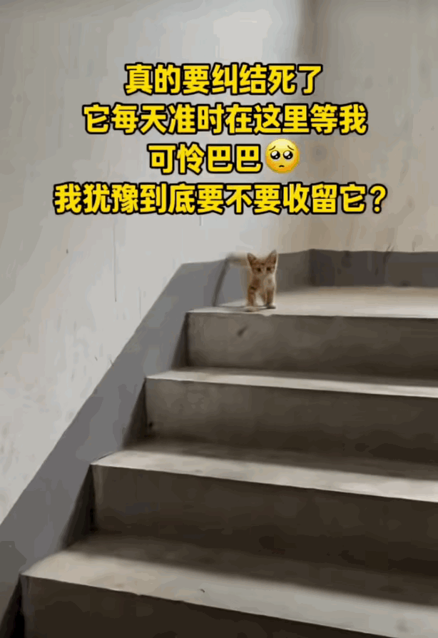 你会收养流浪猫吗这只小猫咪，几天来都蹲在楼道每次我经过，都紧跟不放看到无家
