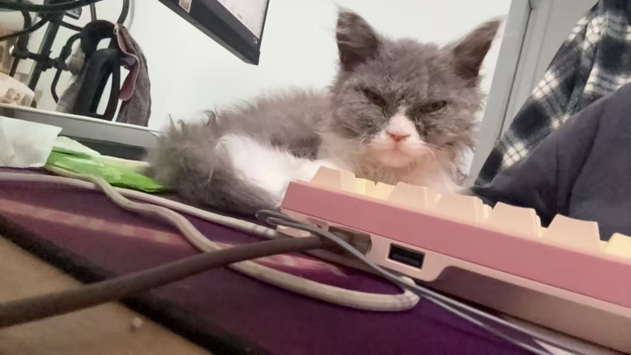 我家这个新来的猫好像长得越来越奇怪了😡​​​