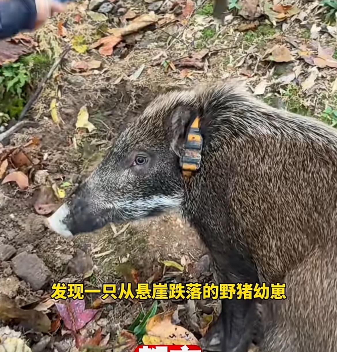 这哪是野猪，这明明是金猪吧、村民救下的野猪，一年帮村民创收12万元温州一村民