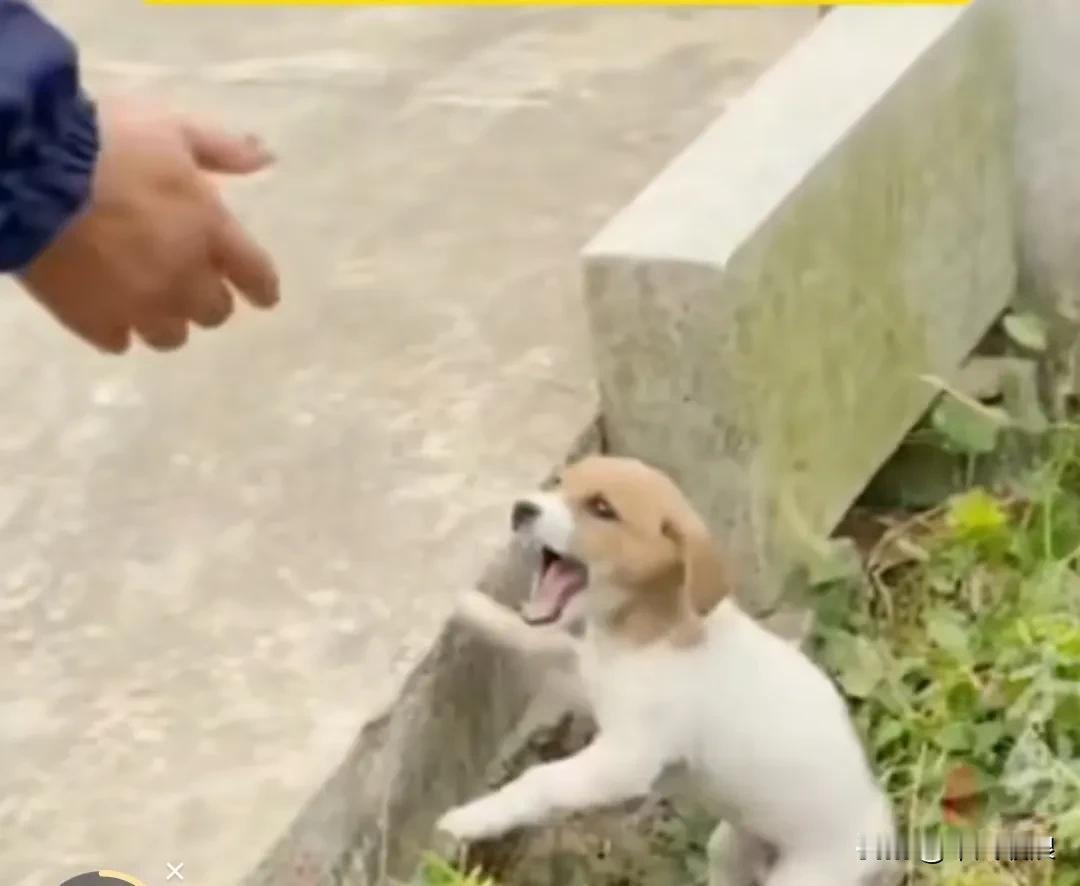 小奶狗遭受主人的虐待后被抛弃。面对好心人的救助收养，它对任何人都不信任，总是过度