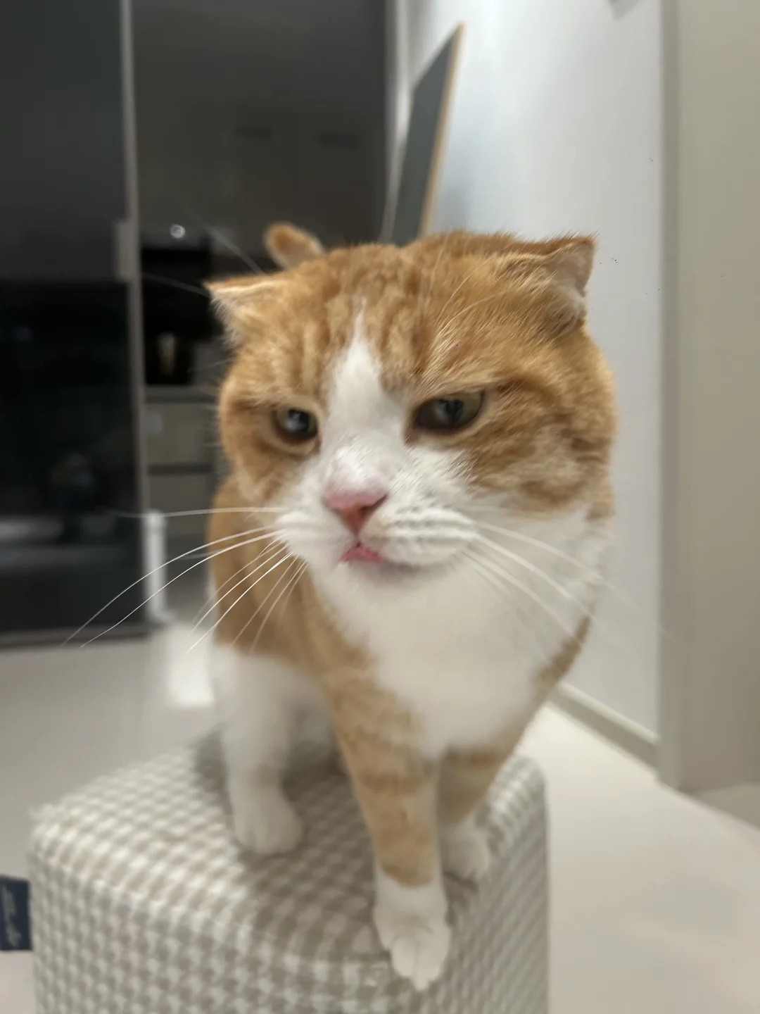 小猫最佳赏味期，咪6岁多了