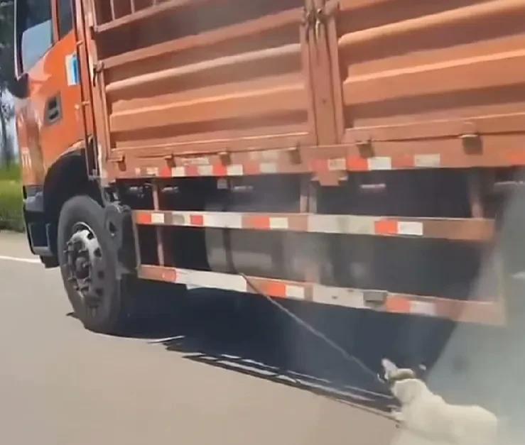 开车去上班的路上，看到一辆大货车拖着一条狗狗快速行驶，狗狗的腿跟不上，被在地上拖