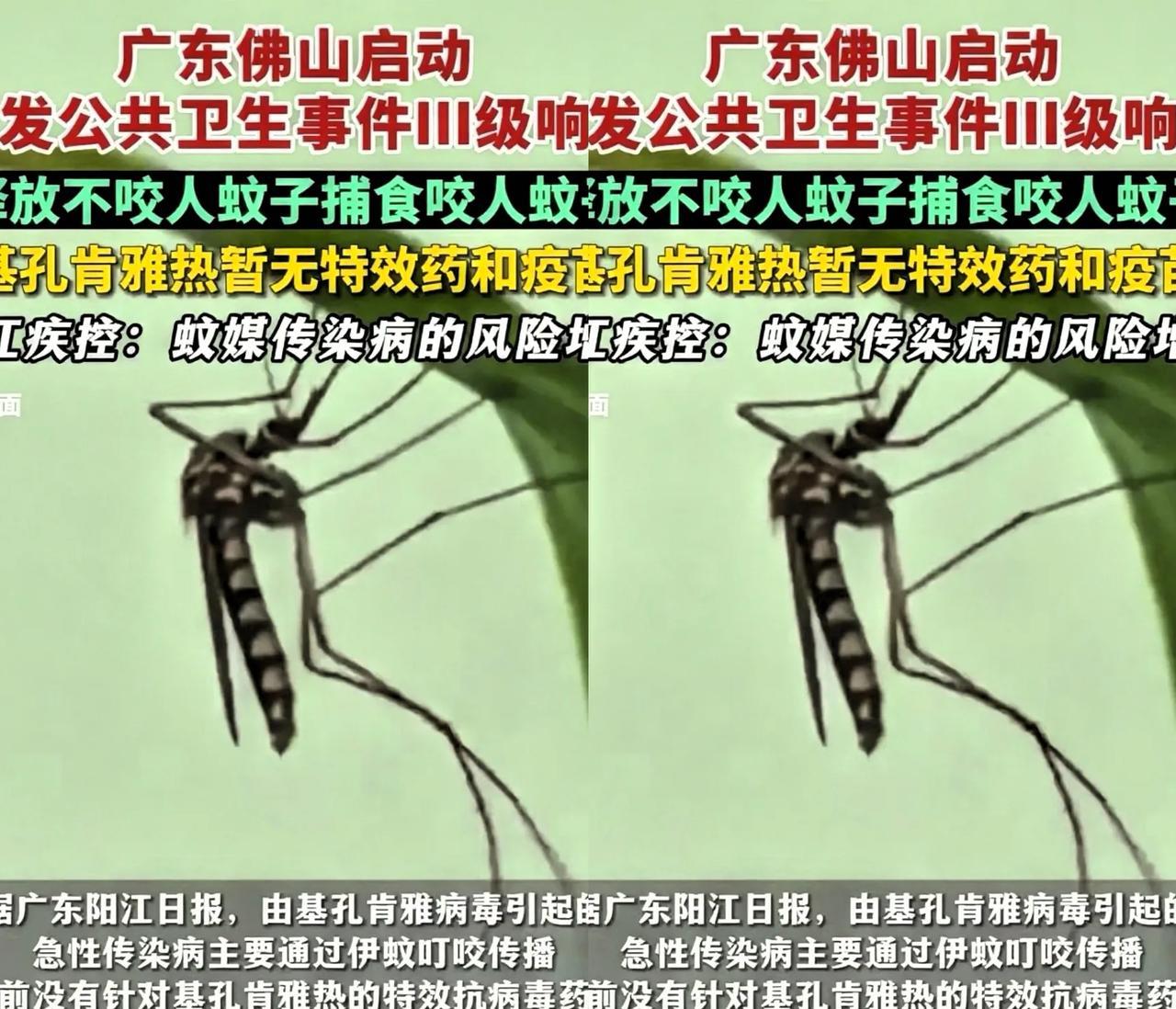 解释不清了！广东，为了应对基孔肯雅热，中山大学的副教授带着学生团队，跑到佛山，往