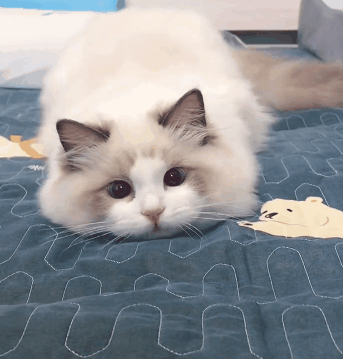 布偶猫体型较大，身体长，胸部宽，颈粗而短，发育期较长，幼猫需要三年左右才能完全发