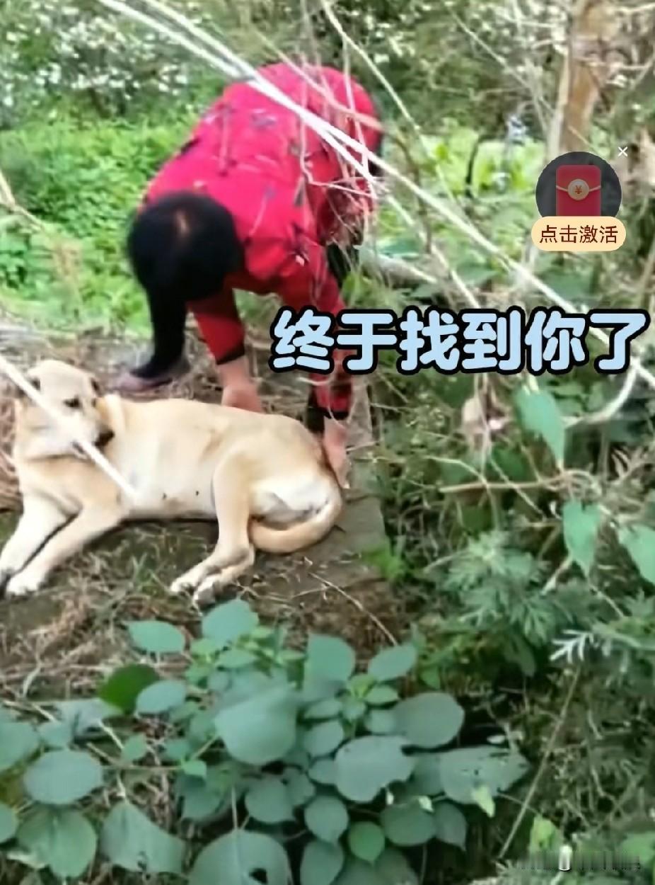 养了18年的老狗自知大限将至，便独自离家出走。主人四处寻觅，终于在离家不远处找到
