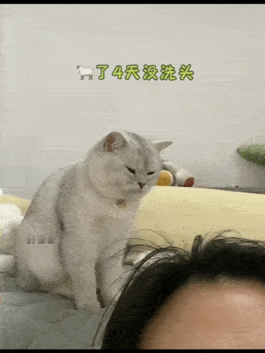 这猫猫是不是不能要了