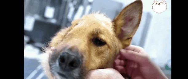 2019年，警犬“闪电”被南京市公安局引进。2020年，“闪电”在全国警犬搜索实