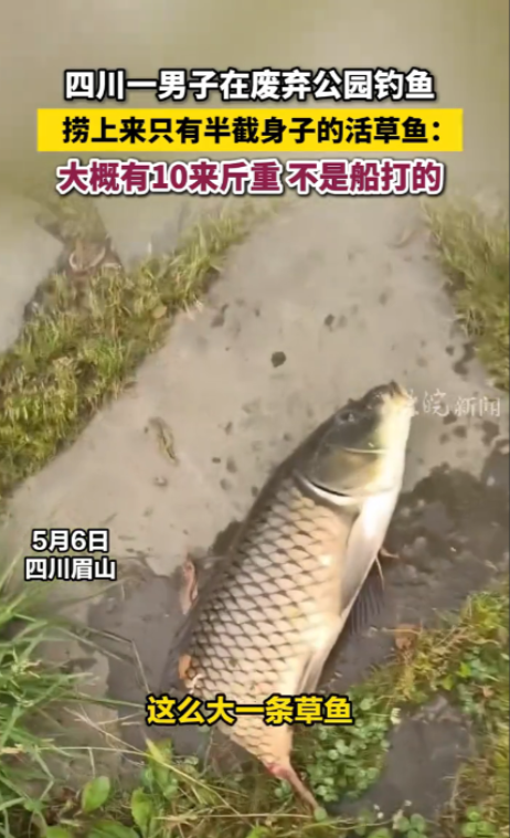 “邪门了！”在四川眉山，一男子于一处废弃公园钓鱼。他突然瞧见水面有鱼游动，当下就